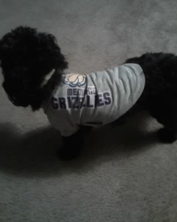 Why are dogs in costume so cute? : wedding Grizz Poop