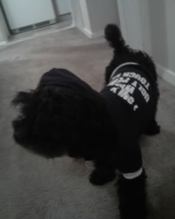 My Furbaby's New Shirt :  wedding Maestro Hood