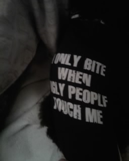 My Furbaby's New Shirt :  wedding Maestro Shirt