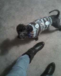 Today is My Furbaby's, Maestro, Barkday!! :  wedding Maestro Sweater