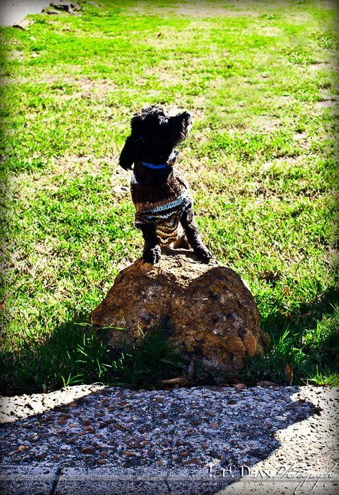 Today is My Furbaby's, Maestro, Barkday!! :  wedding Poop