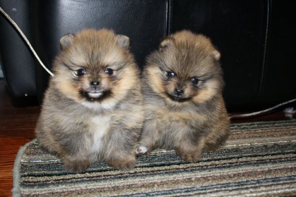 Pomeranian+and+shih+tzu+mixed+puppies