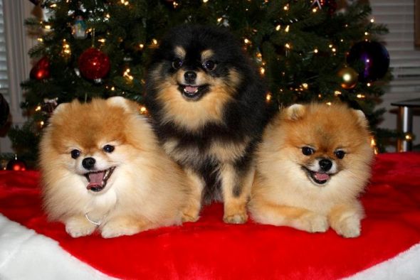 Pomeranian vs. Shih Tzu :  wedding PomsChristmas