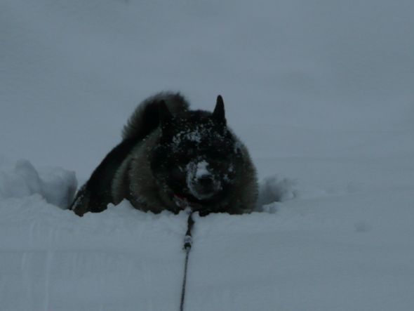 Dogs in Snow - Show me yours! :  wedding snow puppy dog play Tucker 15