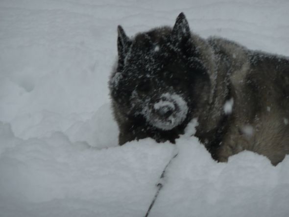 Dogs in Snow - Show me yours! :  wedding snow puppy dog play Tucker 5