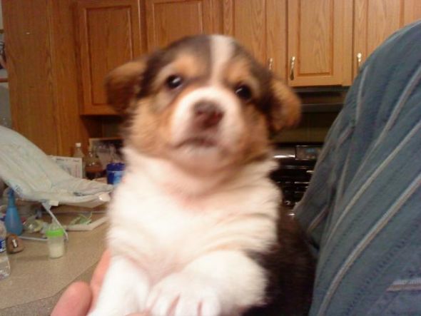 Which Corgi Pup? :  wedding puppy corgi CorgiPup1