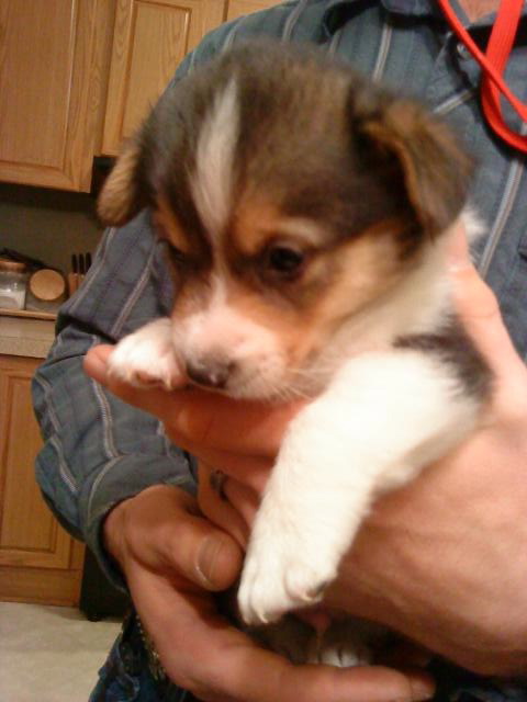 Which Corgi Pup? :  wedding puppy corgi CorgiPup2
