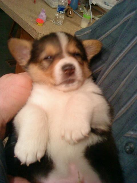 Which Corgi Pup? : wedding puppy corgi CorgiPup3