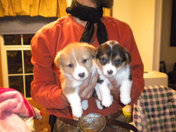 Which Corgi Pup? :  wedding puppy corgi CorgiPupF1and2