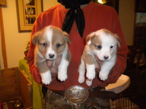 Which Corgi Pup? :  wedding puppy corgi CorgiPupM1and2