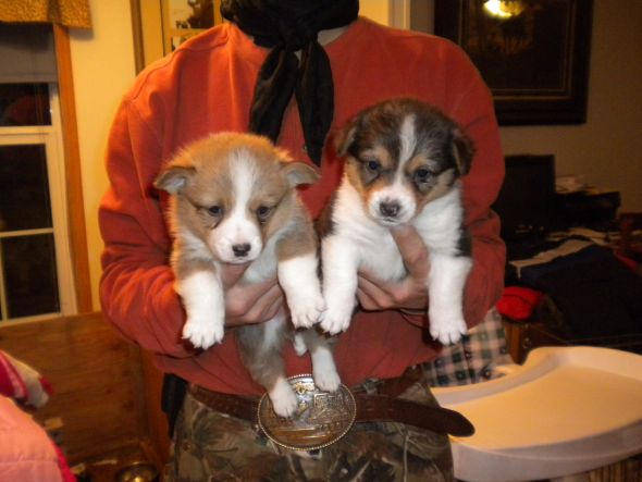 Which Corgi Pup? :  wedding puppy corgi CorgiPupM3and4