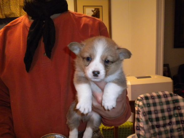 Which Corgi Pup? :  wedding puppy corgi CorgiPupM5