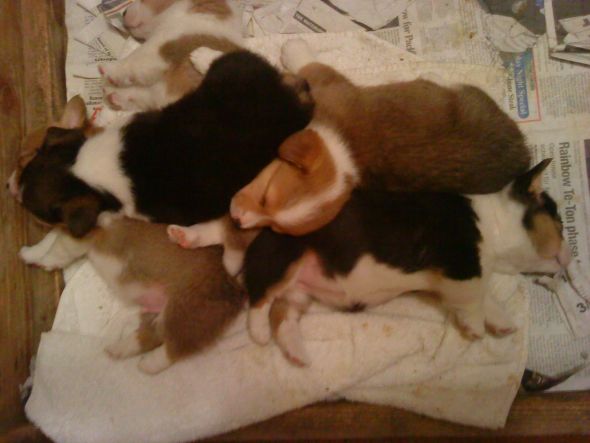 Which Corgi Pup? :  wedding puppy corgi CorgiPupPile