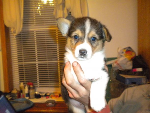 Corgi Owners - QUESTION :  wedding Gus