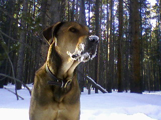 Giant breed appreciation thread! : wedding Rusty Snow