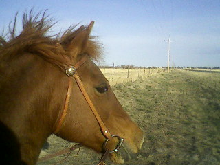 Ponies! :  wedding Stella Trail3