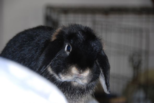 Anyone keep bunnies? :  wedding rabbit bun bunny bunnies rabbits LittleOliver