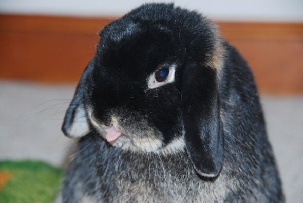 just had to share (cute pics of your pets) : wedding Olivertongue