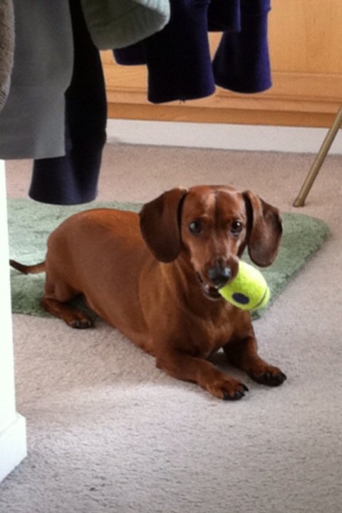 just had to share (cute pics of your pets) : wedding Smeegs1