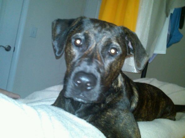 Show me your doggies! :  wedding dogs cute Monster2