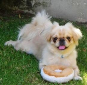 Dog owners - post puppy pics! : wedding JackieO