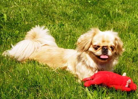 Dog owners -  post puppy pics! :  wedding Jackiepiggy