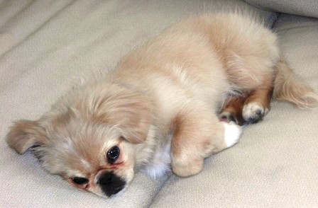 Dog owners - post puppy pics! : wedding Jackpuppy3