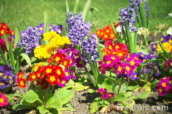 Favourite things... :  wedding 12 13 4   Flowers In A Garden Border Web
