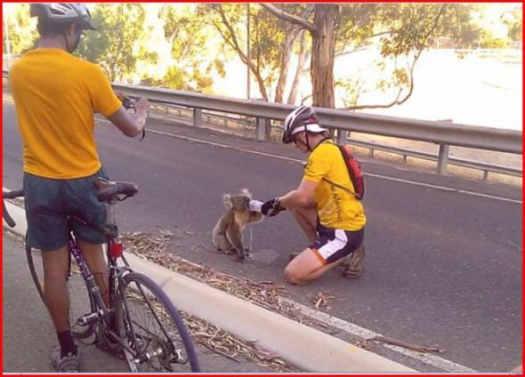 NWR: Cute Koalas! :) :  wedding nwr Koala1