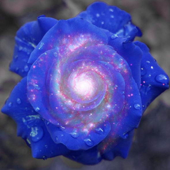 I am so #$%$%& STUPID : wedding Rose1