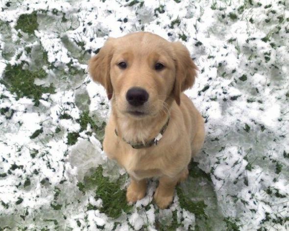 Dogs in Snow - Show me yours! :  wedding snow puppy dog play Snow Pooch 1