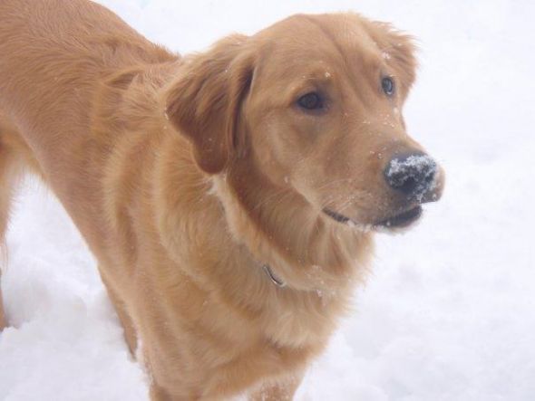 Dogs in Snow - Show me yours! :  wedding snow puppy dog play Snow Pooch 2