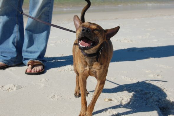 Pics of your pets!! :  wedding Beach12