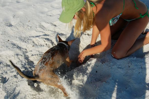 Pics of your pets!! :  wedding Mexico Beach11