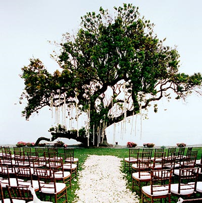 wedding arch Tree can't remember where I got this one either Great look 