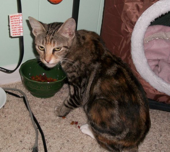 New Kitty! :  wedding kitty name manx Mcnotail