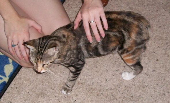 New Kitty! :  wedding kitty name manx Mcnotail2