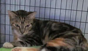 New Kitty! :  wedding kitty name manx Mnt Lookalike