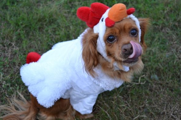 Post a pic of your pet in a halloween costume :  wedding pets Finn2