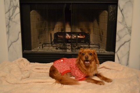 Spinoff: Your Pets During the Holidays :  wedding pet holiday pets during holiday season Finnholiday