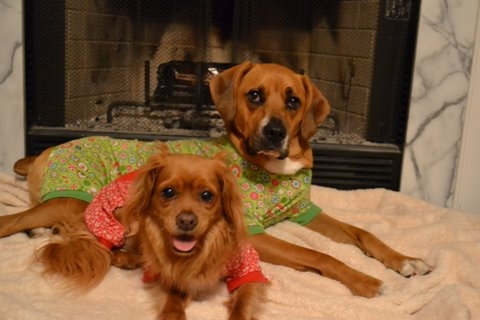 Spinoff: Your Pets During the Holidays :  wedding pet holiday pets during holiday season Pupsholiday