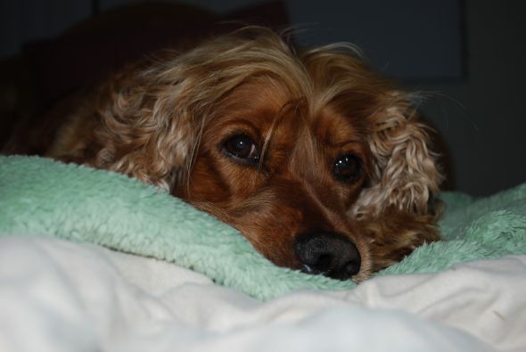 Spaniel appreciation thread :  wedding dogs spaniel pictures DSC 0001 2