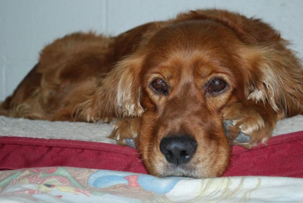 Spaniel appreciation thread :  wedding dogs spaniel pictures DSC 0010