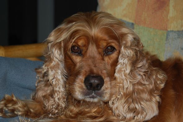 Spaniel appreciation thread :  wedding dogs spaniel pictures DSC 0013