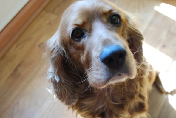 Spaniel appreciation thread :  wedding dogs spaniel pictures DSC 0021 2