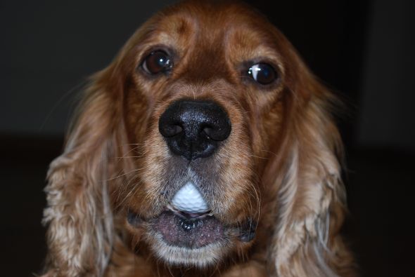Spaniel appreciation thread :  wedding dogs spaniel pictures DSC 0067 2