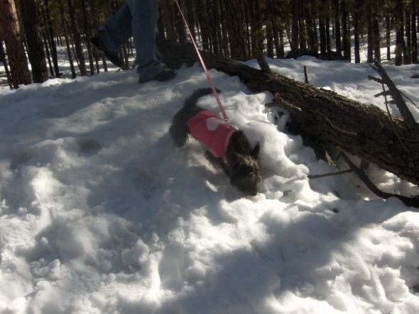 Dogs in Snow - Show me yours! :  wedding snow puppy dog play SnowPup