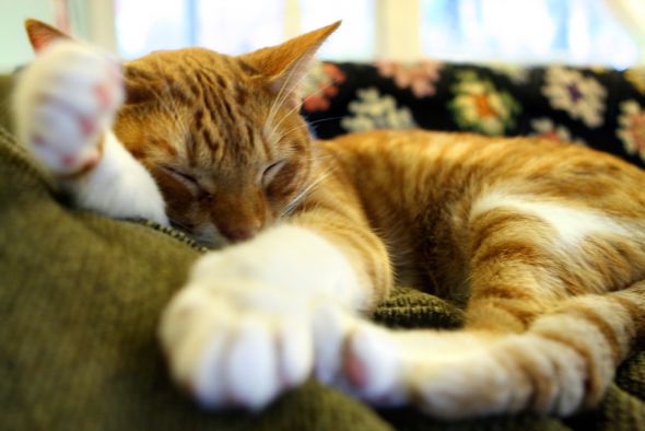 Cute pics of my kitties guaranteed to make you smile :). Post your pics too! :  wedding kitten cute 10 19 11orange