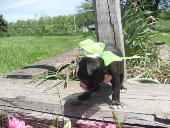 Dog owners -  post puppy pics! :  wedding Eva6