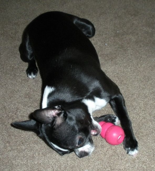 Dog owners -  post puppy pics! :  wedding Eva 034